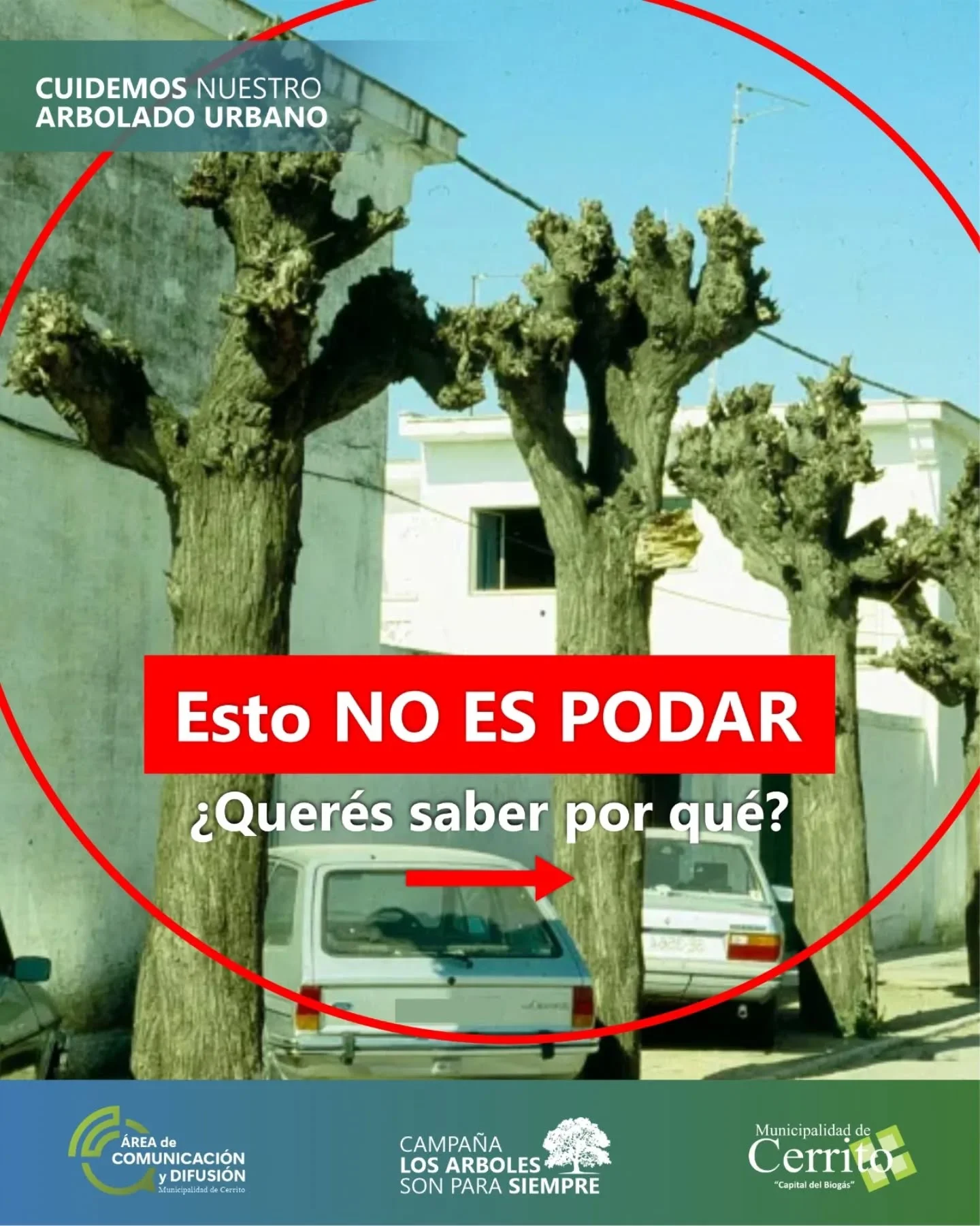 Cerrito : ¿Poda o mutilación? ¡Cuidemos nuestros árboles!