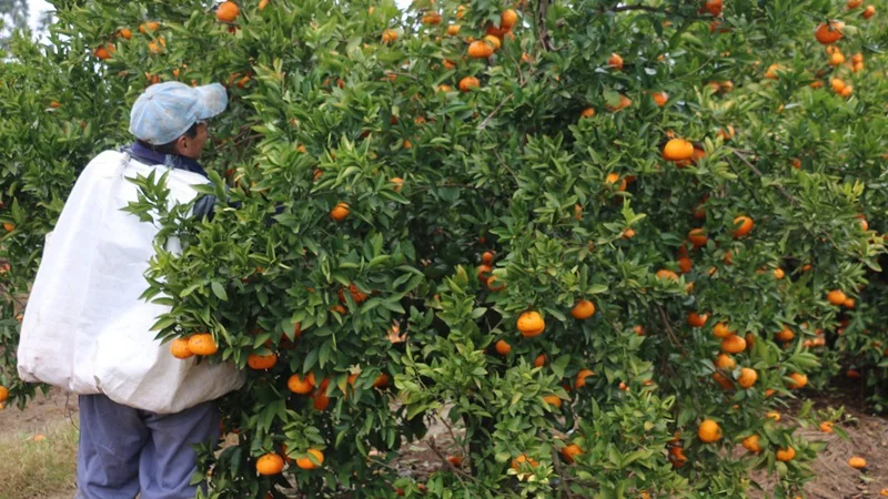 Citrus